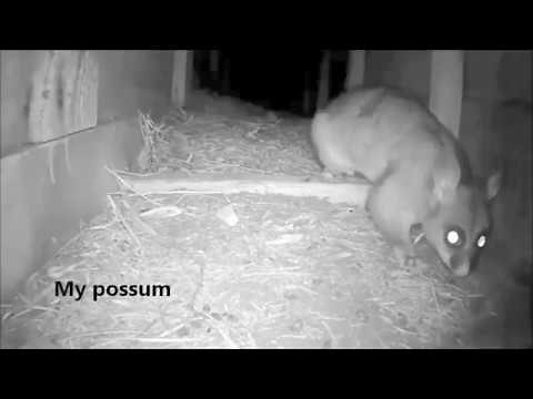 How I removed a possum from my roof in a humane and cheap way (South Australia)
