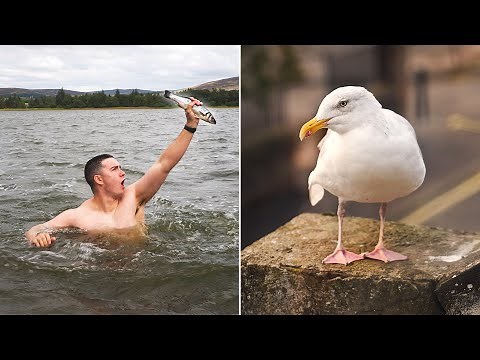 How to Catch a Fish For Your Pet Seagull!