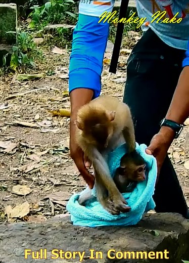 1.1K views · 13 reactions | Because they didn't get enough views, a skinny monkey pet has been released to join Sovanna Camp. | Babies Monkeys Mono | Facebook