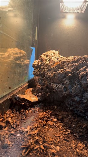 Exotic-Pets.co.uk on Instagram: "Think this Blood Python isn’t interested in its dinner? Think again… 😱One moment it’s chilling… the next, STRIKE! ⚡🐍Watch in real time, you won’t believe the speed! 👀#BloodPython #SnakeStrike #ReptileFeeding #ExoticPetsUK #reptiles #predator #SnakeLovers #reptilesofinstagram #EpicStrike"