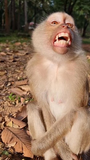 #reelsfb #leo #wildlife #animals #rainbow #libby #monkey #cuteanimals #luno | Review Monkey