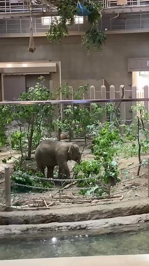 6.9K views · 97 reactions | Elephant business Inc on Reels | Facebook