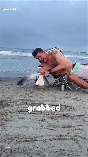 Seagull Attacks… Then THIS Happens 😳 #shortsvideo
