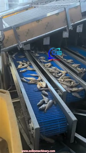 Automatic fish grader, fish sorter, fish sizing machine, fish grading machine, fish roller grader