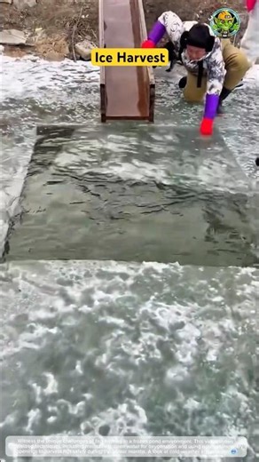 Ice Harvest: Fish Farming Process in a Frozen Pond ❄️🐟