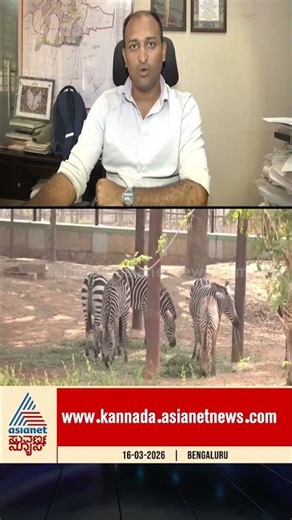 ಎರಡು ಹೆಣ್ಣು ಜೀಬ್ರಾ ಮರಿಗಳ ಜನನ! #zebra #birth #wildlifenews #bengaluruzoo #newyear2026
