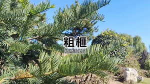 被忽视的“活化石”：探秘珍稀植物粗榧