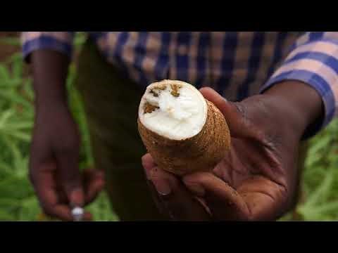 Tanzanian Farmers' Experiences with Cassava Brown Streak Disease and Cassava Mosaic Virus (Teaser)