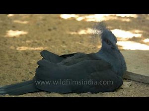 Blue crowned pigeon, Scheepmaker's crowned pigeon, Greater Adjutant Stork and Chital