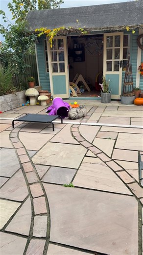 Paloma ❤️ | Biggiwigs Pekingese