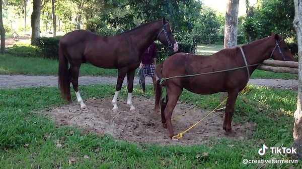 Horse male and female, #horses