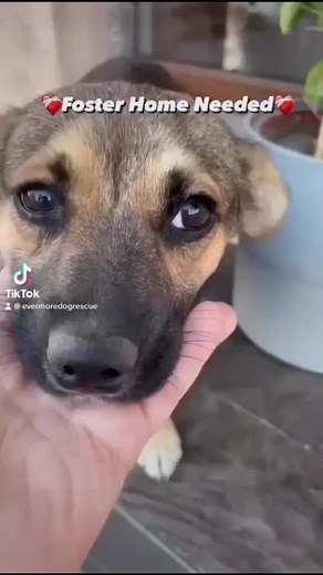 Ami is a 6 month old puppy girl. We need a foster home for her 🙏🏼 Do you live in the UK and would like to help Ami find her forever family? Please send us a Message 📥 Fostering is a short term stepping stone for pups coming from Romania before they find their forever homes. We have so many beautiful dogs that we know would be adopted quickly if only we could find short term foster homes for them to start off. Foster Carers are given support and we always have full Rescue Back up in place.We h
