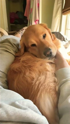 Missing each other while at work #goldenretriever #codyjackson #cutedog