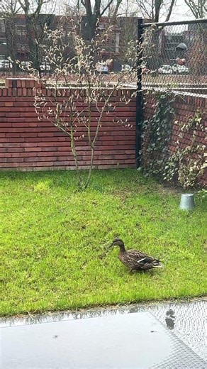 Duck In My Garden | Backyard Serenades