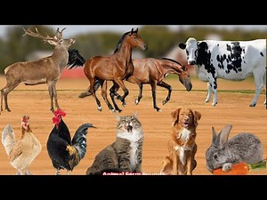 Farm Animal Sounds: Horse, Dairy Cow, Deer, Cat, Dog, Chicken - Animal Sounds & Names