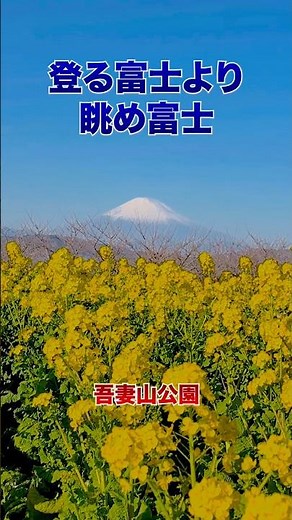 登る富士より眺め富士「吾妻山公園」 #登山 #吾妻山 #絶景 #富士山 #shorts