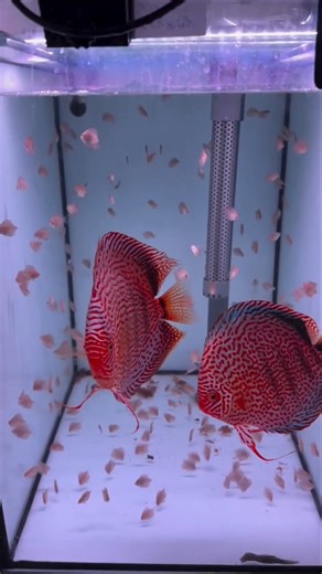 "Discus Fish Breeding Success #fishbreeding #trending #viral #shorts #ytshorts