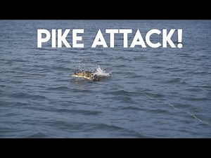 Incredible Pike Action in Saskatchewan