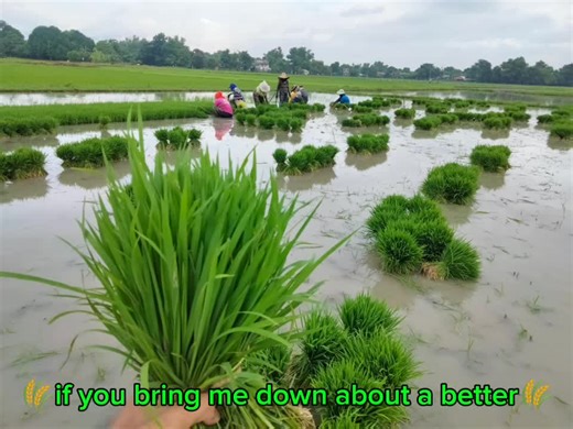 🌾Bachelor of science in 🌾agriculture🌾 #agriculture #palay #Bachelor #of #science #agriculture #CapCut