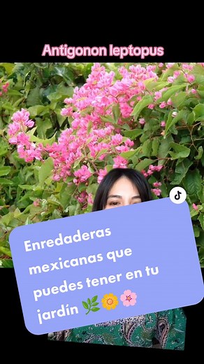 5 enredaderas nativas mexicanas, con flores hermosas 🌿🌼🌸🪻. #enredaderas #plantas #jardin #flores