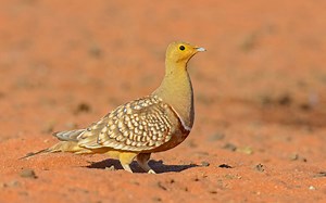 Western South Africa: Cape, Kalahari & Namaqualand birding tour