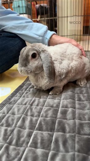The Minnesota Companion Rabbit Society @mn_companion_rabbit hopped into our studio with nine of their adorable rabbits for a day full of snuggles, smiles, and education. Here is what we learned: • Rabbits are social, intelligent companions—not starter pets • They need space to roam, enrichment, and a proper diet (hay is key!) • Spaying & neutering is crucial: it helps prevent serious cancers, reduces aggression, supports litter box training, and allows rabbits to live safely with bonded partners