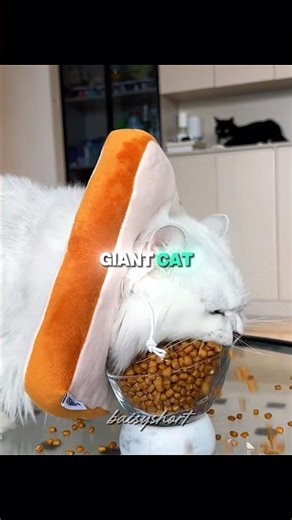 This Cat SWALLOWS Everything 💀🐱 #shorts