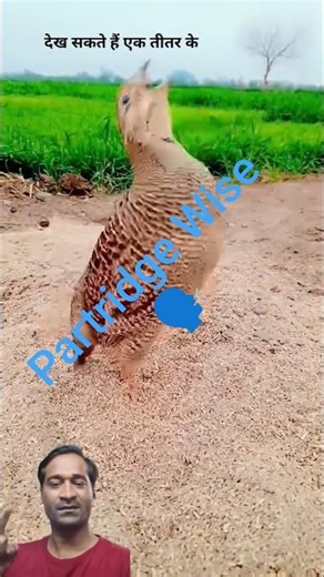 Captivating Pheasant Calls: How to Attract More Birds