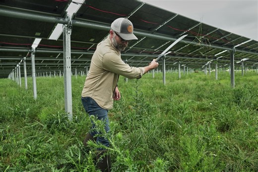 Solar ranch in Tennessee aims to prove grazing cattle under the panels is a farmland win-win
