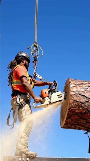 cutting redwood tree #fyp #chainsaw #wood #woodworking #lumberjack #tree