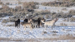 12K views · 506 reactions | Members of the Wapiti Lake wolf pack, in...