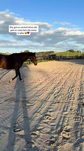 Just Calli being her joyful, playful self ✨🤍 I’ll never get tired of moments like this. Calli is a bit older now (21) and she does have some arthritis in her joints. Liberty is such a great way to keep her mind and body active, while ensuring she doesn't get pushed past her limits. Some days she offers calmer and slower exercises, and other days she wants to bounce around like a yearling 😂 I often get asked if its possible to do liberty with an older horse, and the answer is ABSOLUTELY! Rememb