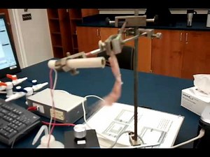 Frog leg experiment ...my way :)