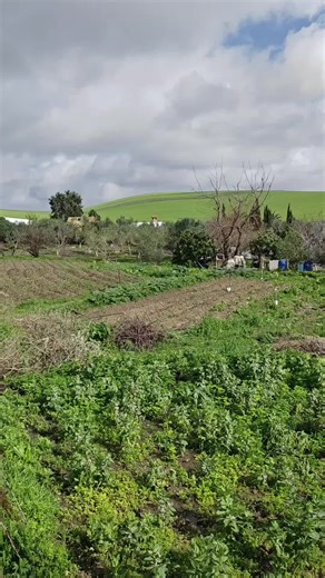 Hoy os enseño como esta el huerto tras las lluvias drr paa paa #viral #viralvideos #paratiiiii#parati #huertos