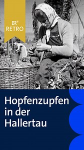 Früher kamen zur Hopfenernte bis zu 70.000 Saisonarbeiter in die Hallertau. 💪🌱 Eine ganz schöne Knochenarbeit, die heute vor allem von Maschinen übernommen wird. 🍻 ➡️📺 Mehr von Unser Land​ seht ihr in der ARD Mediathek oder freitags um 19.00 Uhr im BR Fernsehen: https://1.ard.de/unser-land | BR - Bayerischer Rundfunk