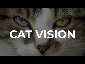 How Cats See the World