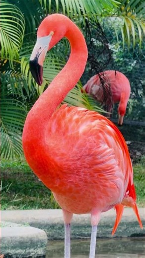 #birds #animals #nature Caribbean Flamingo 🦩 | Stunning Pink Beauty in the Wild