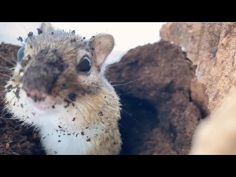 シマリスが作った巣穴を覗いてみよう！/Let's take a look at a chipmunk nest