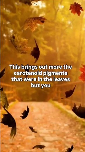 Ever wondered what makes the leaves change colors in the fall? Well here you go!