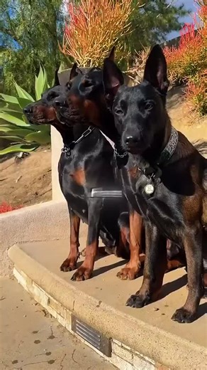 Top 3 Most Protective Dog Breeds in the World#shorts #loyalty #guarddogs #doglove #dog