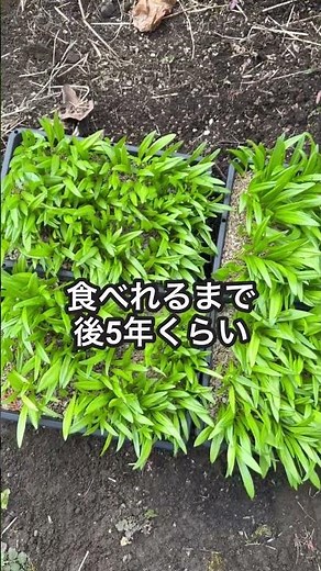 これ何かわかる？3年育てた結果がこれですわ💦