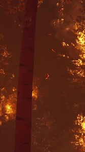 Intense flames from a massive forest fire