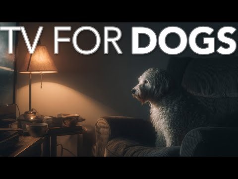 20 HOURS of Dog Adventure TV 💖🦮 Calming Dog TV to Ease Separation Anxiety