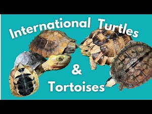 Rare Turtles From Around The World (World Turtle Day)