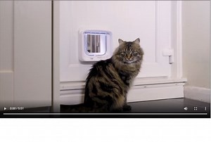 Watch Compatible with Sureflap tags disc key rfid on Amazon Live