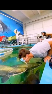 Electric 🐟 #instrestingfacts #factsyoudidntknow #DidYouKnow #facts #factsdaily | FactsUp