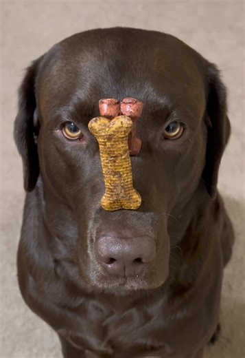 Amazing New Balancing Trick for Dogs!