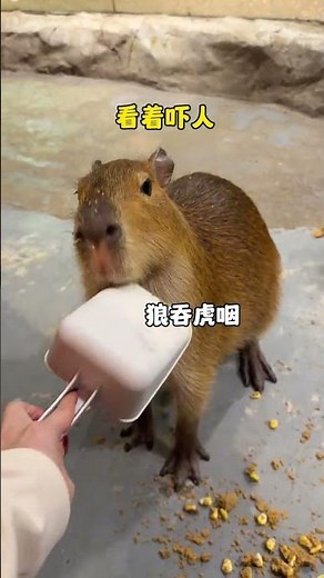 Does Capibala eat meat? Capibala Capybara I really envy the mental state of capybara Changsha zo