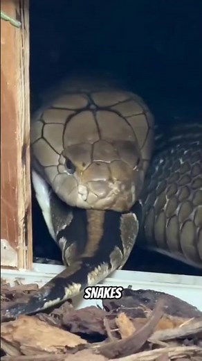Top 5 Largest Snakes on Earth