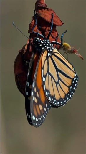The Migratory Monarch: Anatomy and Lifespan